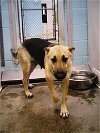 adoptable Dog in temple, TX named SERENA