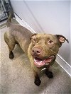 adoptable Dog in temple, TX named TYSON