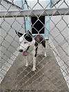 adoptable Dog in temple, TX named A070889
