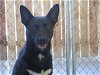 adoptable Dog in temple, TX named A070926