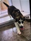 adoptable Dog in temple, TX named A070946