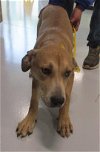 adoptable Dog in temple, TX named A070984