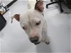adoptable Dog in temple, TX named A070987