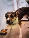 adoptable Dog in temple, TX named A071006