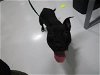 adoptable Dog in temple, TX named A071055