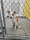 adoptable Dog in temple, TX named A071155