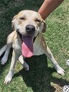 adoptable Dog in temple, TX named SILVIA