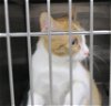 adoptable Cat in temple, TX named A071225
