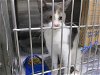 adoptable Cat in temple, TX named A071226