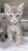 adoptable Cat in temple, TX named A071243
