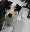 adoptable Dog in temple, TX named A071194