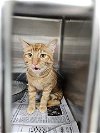 adoptable Cat in temple, tx, TX named A071219