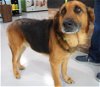 adoptable Dog in temple, tx, TX named A071280