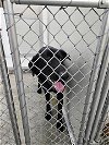 adoptable Dog in temple, TX named TAZ