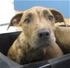 adoptable Dog in temple, tx, TX named A071325