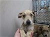 adoptable Dog in  named A071327