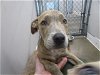 adoptable Dog in temple, tx, TX named A071331