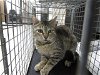 adoptable Cat in temple, tx, TX named A071334