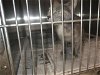 adoptable Cat in temple, TX named NEZUKO