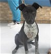adoptable Dog in temple, TX named ZEUS