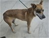 adoptable Dog in  named A071395
