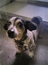 adoptable Dog in , TX named A071429