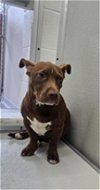 adoptable Dog in , TX named A071500