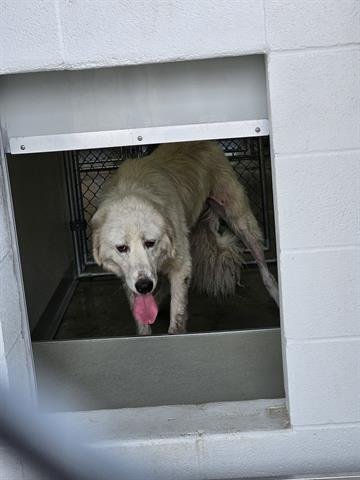 Dog for Adoption - A071667, a Great Pyrenees in Lacy Lakeview, TX ...