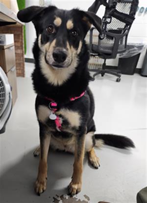 adoptable Dog in Temple, TX named RAVEN