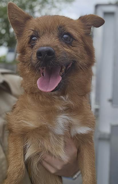 adoptable Dog in Temple, TX named BEAR