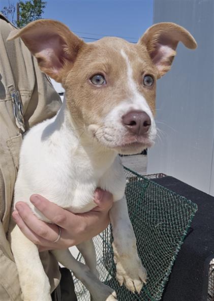 adoptable Dog in Temple, TX named A072973