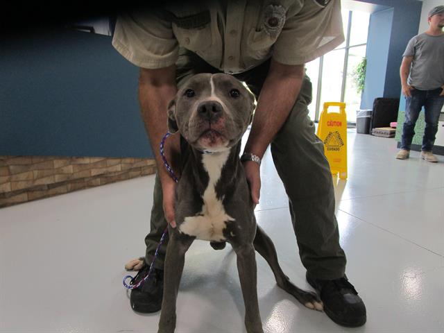 adoptable Dog in Temple, TX named A073000