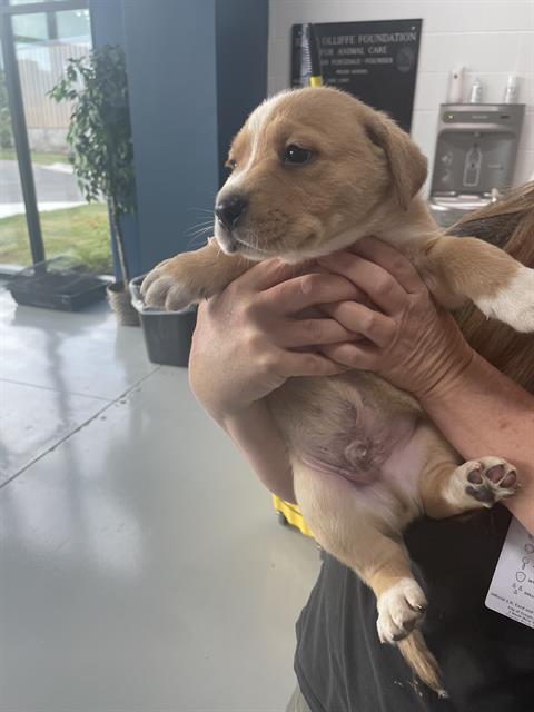 adoptable Dog in Temple, TX named A073052