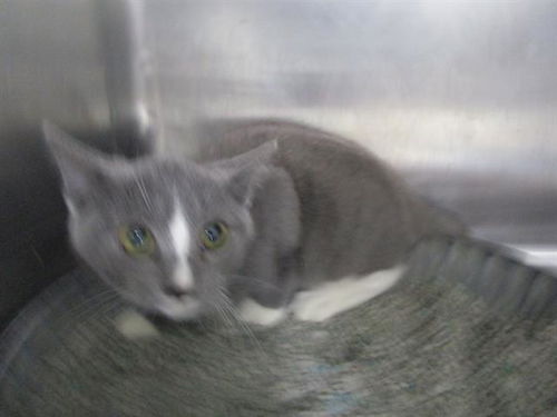 picture of the cat needing adoption