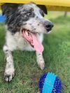 adoptable Dog in  named BLUE
