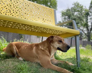 picture of the dog needing adoption