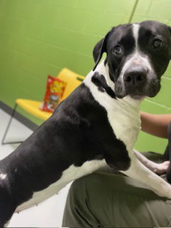 picture of the dog needing adoption