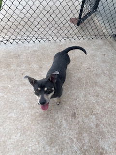 picture of the dog needing adoption