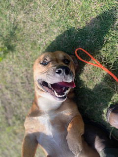 picture of the dog needing adoption