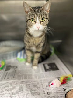 picture of the cat needing adoption