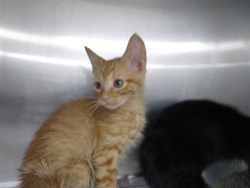 picture of the cat needing adoption