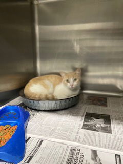 picture of the cat needing adoption