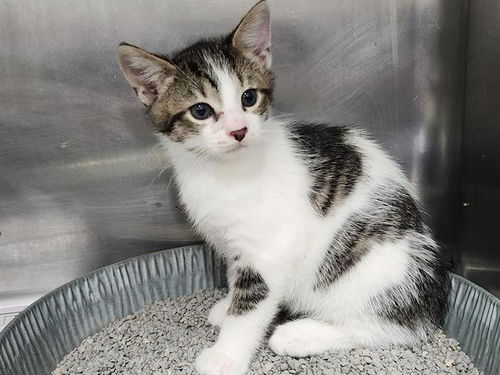 picture of the cat needing adoption
