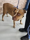 adoptable Dog in  named A075319