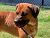 adoptable Dog in  named ROCKY