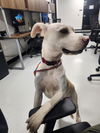 adoptable Dog in  named BLANCO