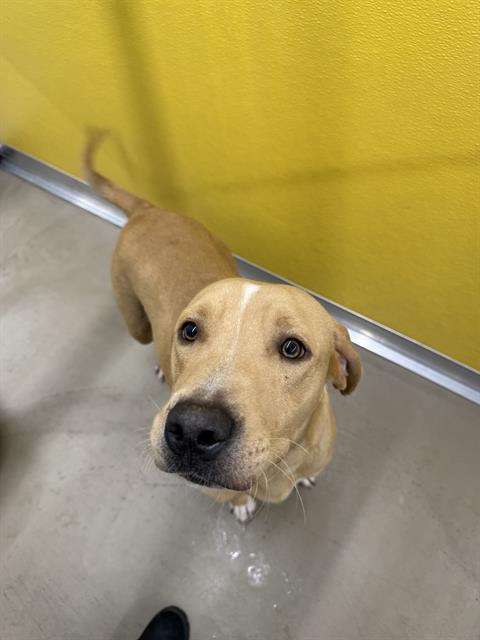 adoptable Dog in Temple, TX named A075619