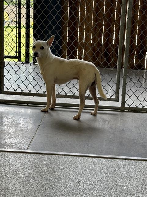 adoptable Dog in Temple, TX named A075672