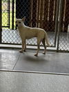 adoptable Dog in  named A075672