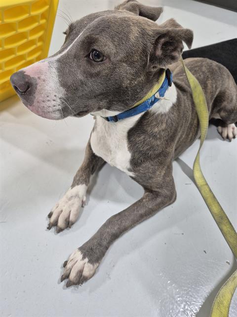 adoptable Dog in Temple, TX named A075732